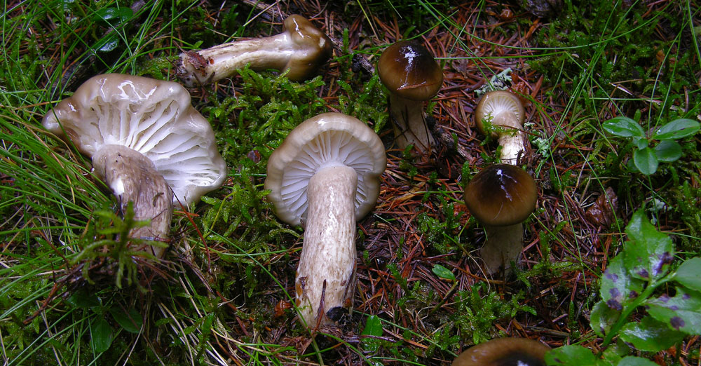 Gomphidius maculatus VS Gomphidius gracilis